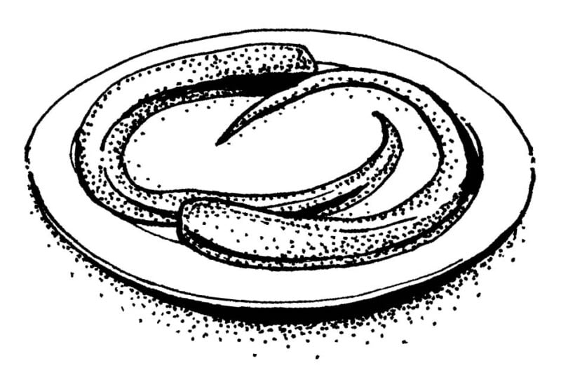 eel on a plate